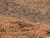 Albergue-laTorre-la-berrea-010