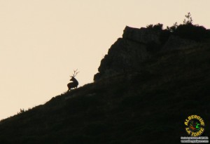 La Berrea ALbergue la torre 1